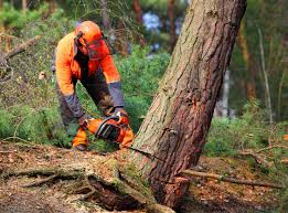 Best Stump Grinding and Removal  in Pine Ridge, PA