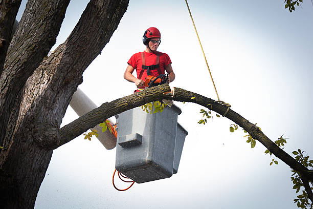 Best Tree Risk Assessment  in Pine Ridge, PA