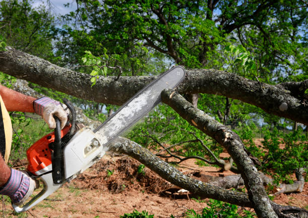 Why Choose Our Tree Removal Services in Pine Ridge, PA?